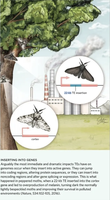 Diagram showing TE insertion in the peppered moth
