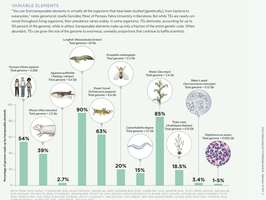 Chart showing TE content in various genomes