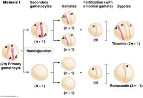 Diagram of nondisjunction during meiosis I