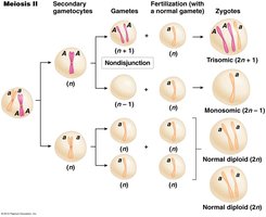 Diagram of nondisjunction during meiosis II