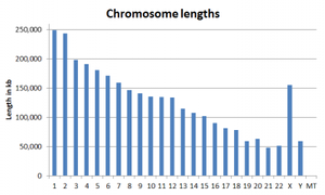 Karyotype showing trisomy 21 (Down syndrome)