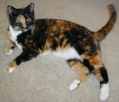 Calico cat showing mosaic fur coloring