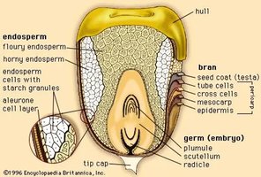 Diagram of corn kernel structure