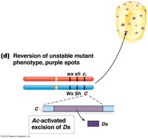 Diagram showing Ds element excision and restoration of color in corn
