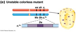 Diagram showing unstable colorless mutant in corn