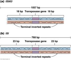 Structure of insertion sequences