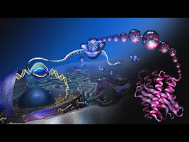 Artistic representation of translation: ribosome synthesizing a polypeptide from mRNA