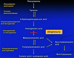 Metabolic pathway showing the block in alkaptonuria