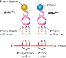 Diagram of tRNA anticodon pairing with mRNA codon