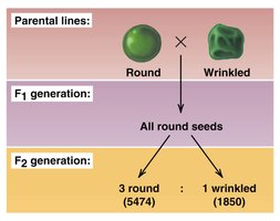 Parental lines and F1/F2 generations for round and wrinkled seeds