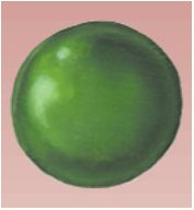 Round seed phenotype