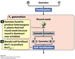 Law of segregation: gamete formation and fertilization