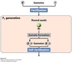 Law of segregation: gamete formation and fertilization