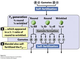 Law of segregation: gamete formation and fertilization