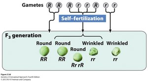 Law of segregation: F2 genotype and phenotype ratios