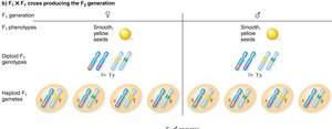 F1 gametes in dihybrid cross