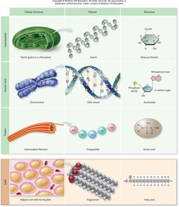 Summary table of macromolecules: cellular structure, polymer, monomer