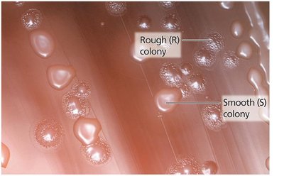 Griffith's experiment: rough and smooth colonies