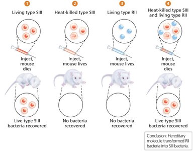 Griffith's transformation experiment with mice