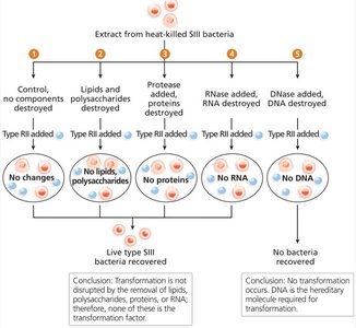 Avery, MacLeod, McCarty experiment flowchart