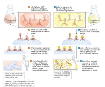 Hershey-Chase experiment with labeled phages