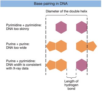 Base pairing in DNA: purine + pyrimidine