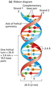 Base pairing and DNA double helix width