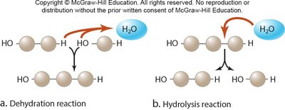 Dehydration and hydrolysis reactions