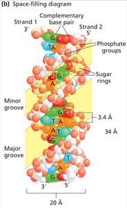 DNA double helix ribbon diagram