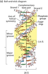 DNA double helix space-filling diagram