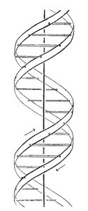 DNA double helix ball-and-stick diagram