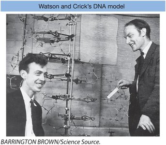 Watson and Crick's DNA model