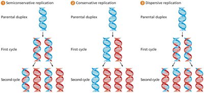 Models of DNA replication: semiconservative, conservative, dispersive