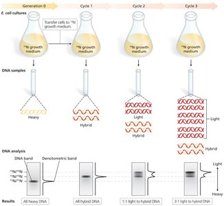 Meselson-Stahl experiment: semiconservative replication