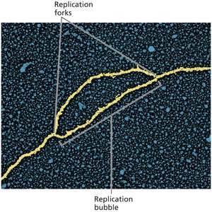 Replication bubble and forks in DNA