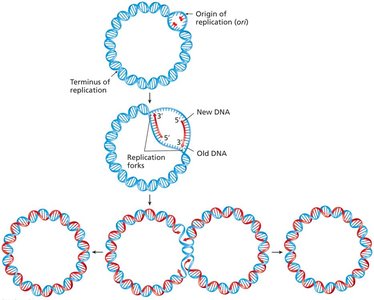 Bidirectional replication in circular DNA
