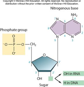 Structure of a nucleotide: phosphate, sugar, base