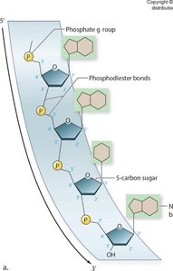 Nucleic acid polymer with phosphodiester bonds