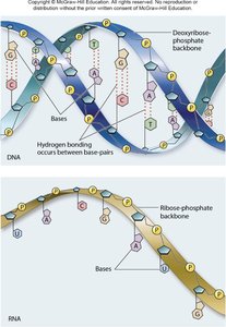 Comparison of DNA and RNA structure