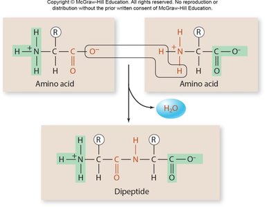 Peptide bond formation between amino acids