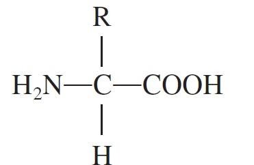 General structure of an amino acid
