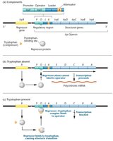 Diagram of the trp operon showing gene organization and regulation by tryptophan