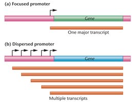 Focused and dispersed promoters