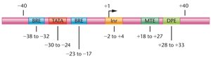 Core-promoter elements in focused promoters