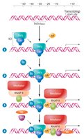 Assembly of general transcription factors for PIC formation