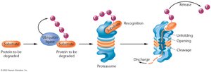 Ubiquitin-mediated protein degradation pathway