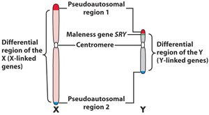 Diagram of human X and Y chromosomes showing SRY and PAR regions