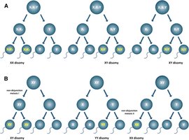 Diagram of sex chromosome nondisjunction during meiosis