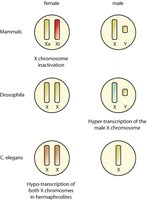 Diagram showing dosage compensation mechanisms in mammals, Drosophila, and C. elegans