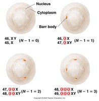 Diagram showing the N-1 rule for Barr bodies